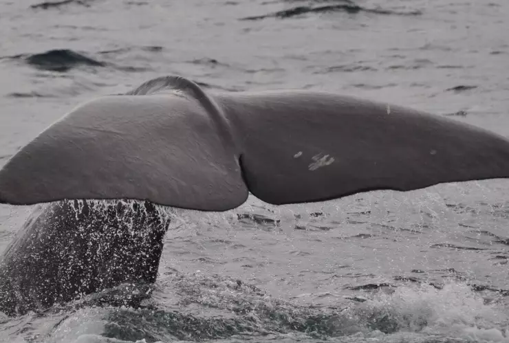 ¡Llegaron las ballenas! Así son los avistamientos en Baja California Sur