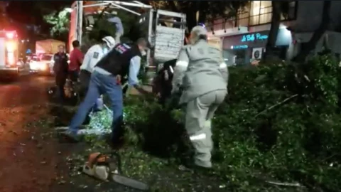 árbol Polanco Miguel Hidalgo