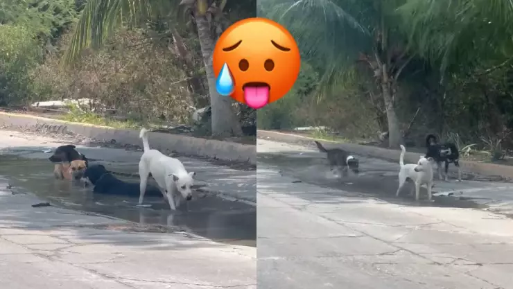 ¿Qué calor? Perritos aprovechan el agua para poder refrescarse ante las altas temperaturas