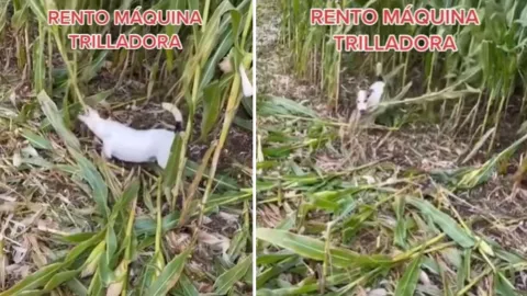 captan a perrito cortando mazorcas llamado máquina trilladora es viral.jpg