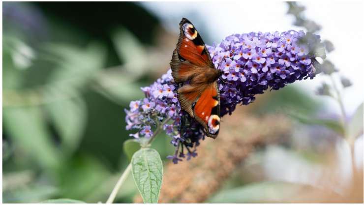 buddleja arbusto de las mariposas