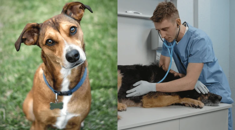 Estas son las señales que nos indican la presencia de gusano barrenador en tu perro.png