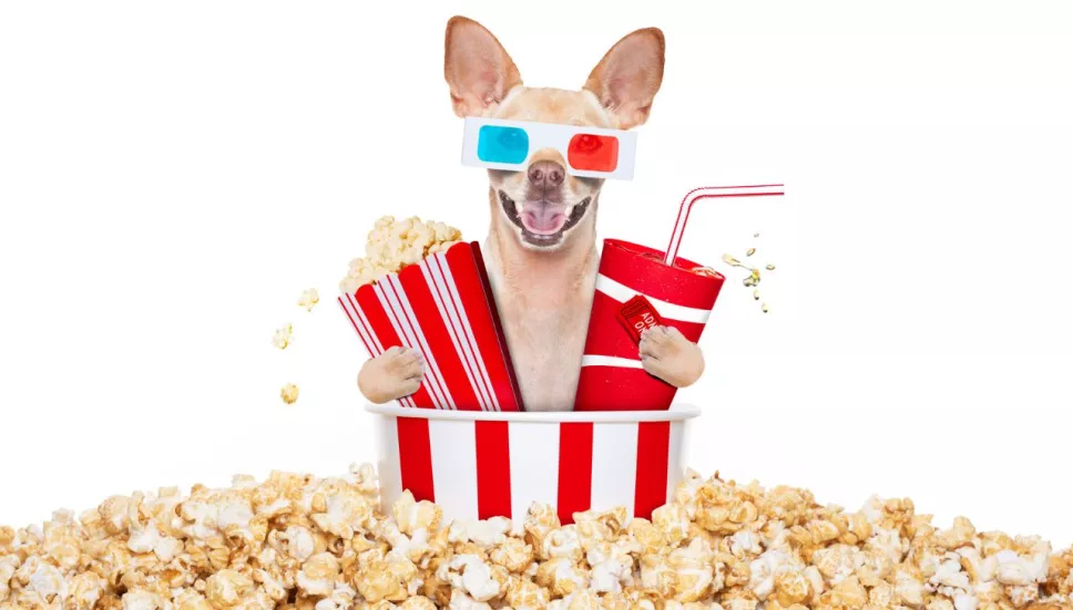 Películas de lomitos, las mejores historias de perros en el cine