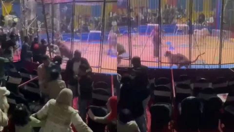 ¡Fuertes imágenes! Video capta a trabajador atacado por un tigre en pleno show de circo