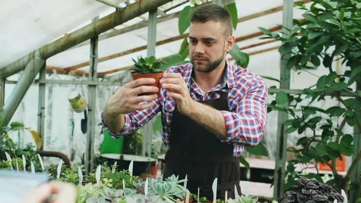 Las especies de plantas que podrían estar bloqueando la energía en tu hogar