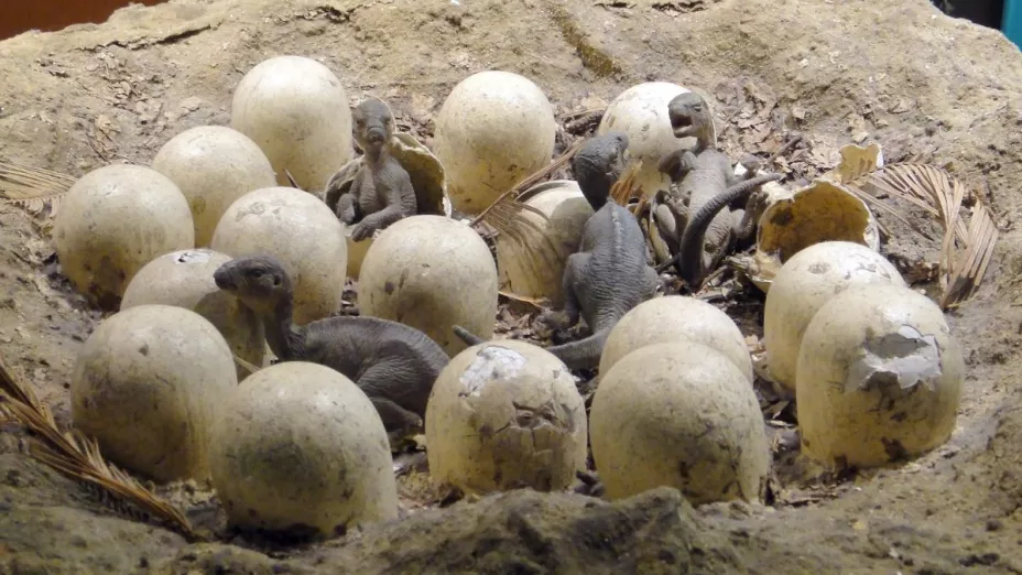 Descubren nidos con más de 250 huevos de dinosaurio fosilizados