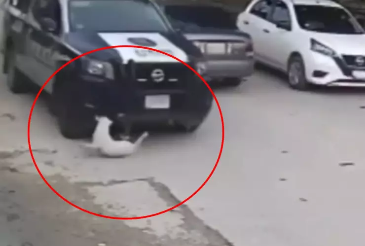 Reprochan acto de maltrato animal en Cancún causado por una patrulla.jpg