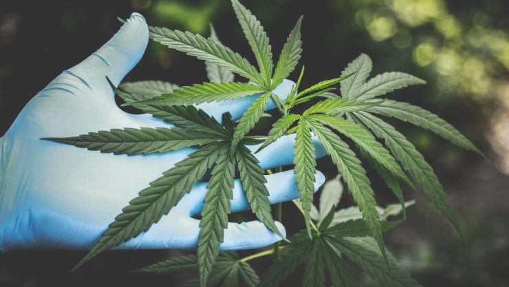 marihuana nueva jersey uso recreativo