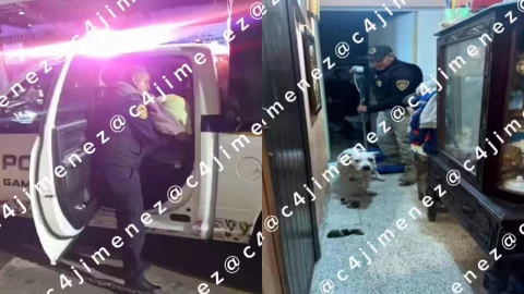 Pitbull muerede a menor de edad