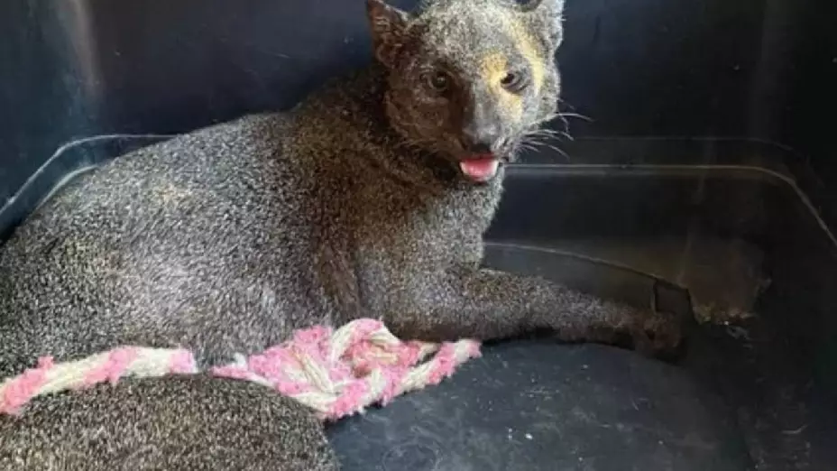 FOTO_ Jaguarundi MORDIÓ a una abuelita en Mérida