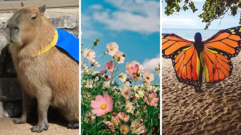 festival de la primavera