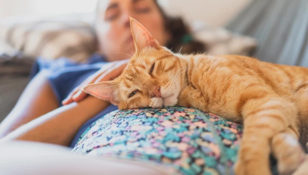Por qué los gatos duermen sobre las personas