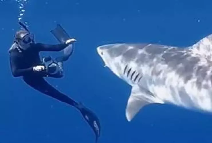 Tiktoker explica cómo evitar ataque de tiburón en vivo.JPG.jpg