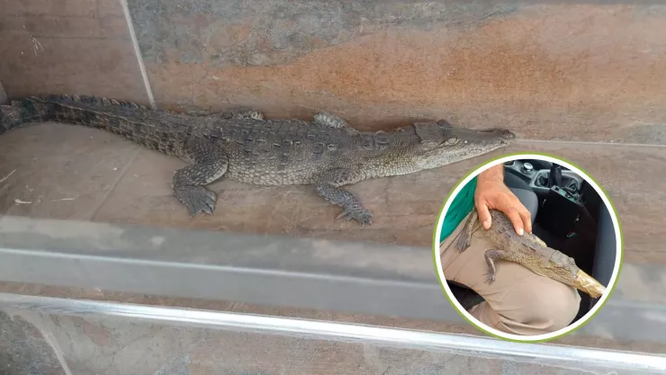 Encuentran cocodrilo en la colonia Ruiz Cortines en Culiacán.jpg