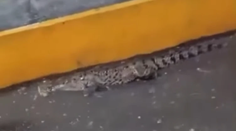 cocodrilo-en-tabasco-capturan-reptil-en-central-abasto-por-lluvias-del-frente-frio-41