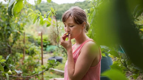 Qué tan efectivo es comer ciruelas pasas para bajar de peso, según la ciencia