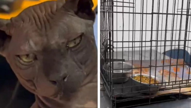 Gato egipcio adopcion Ciudad Juárez Texas