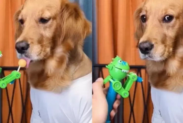 Un perrito se ha hecho viral por su gran destreza para comer una dulce paleta