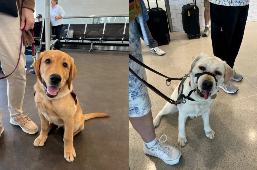 perros-asistencia-eu-3