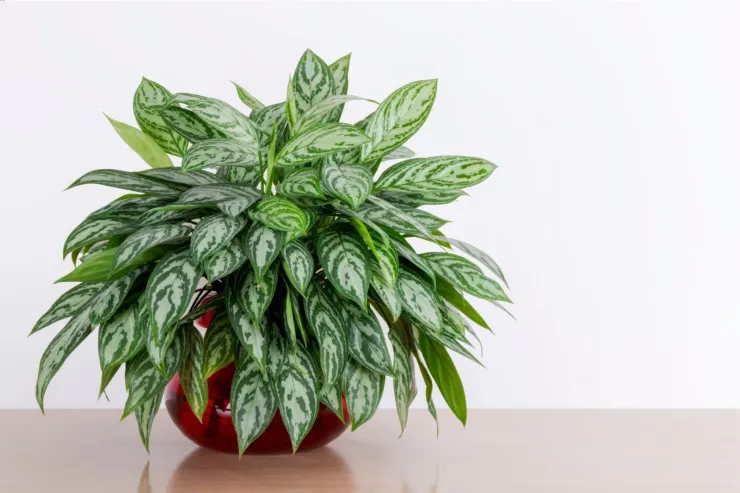 Aglaonema María