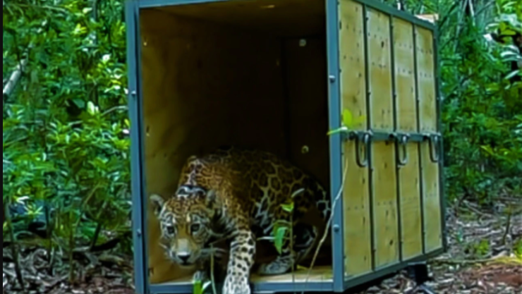 Jaguar en la Reserva de la Biósfera Sian Ka´an