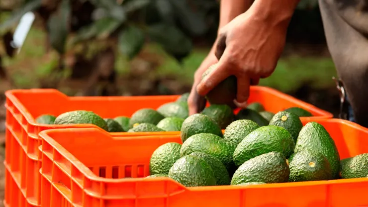 México enviará más de 100 mil toneladas de aguacate a EU para Super Bowl