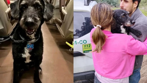“Boro” regresa a casa: el perrito perdido tras fatal accidente de tren en España