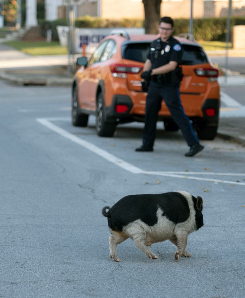 _Cerdo_policía_Pensacola.jpg