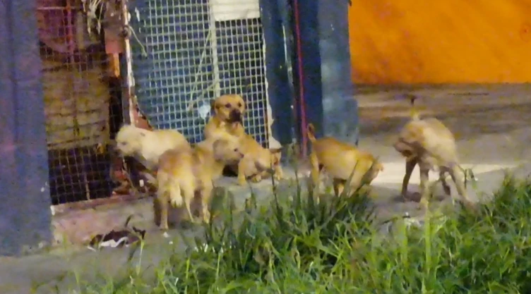 PERROS COLONIA GUERRERO.jpeg