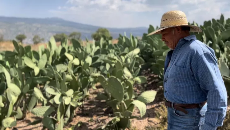 Nopal Milpa Alta productor agricultor Roberto Dominguez
