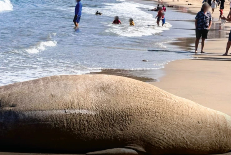 Elefante marino en Nayarit