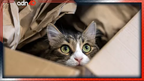 Reaparece el Comegatos en la alcaldía Azcapotzalco