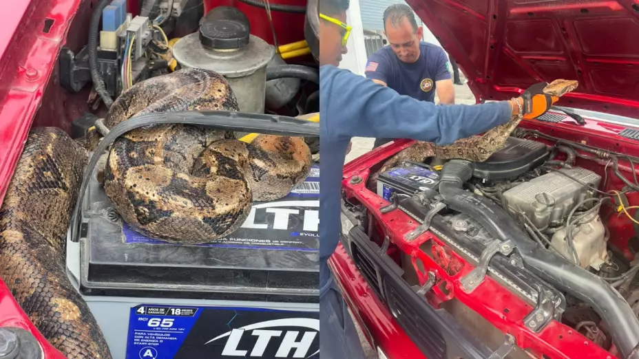 boa constrictora en auto en Tepic, Nayarit
