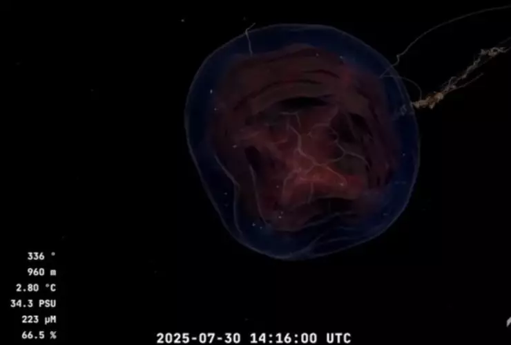 Exploración sin precedentes en el cañón de Mar del Plata revela vida marina nunca antes observada