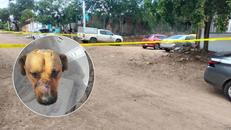 Scooby, perrito atacado a machetazos en Culiacán