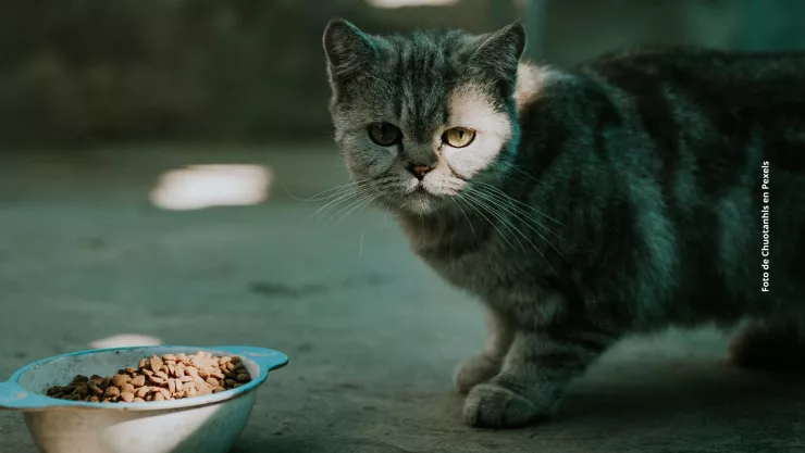 Descubre qué puedes hacer si tu gato no quiere comer