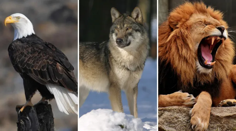 Averigua en qué animal reencarnarás con tu fecha de nacimiento