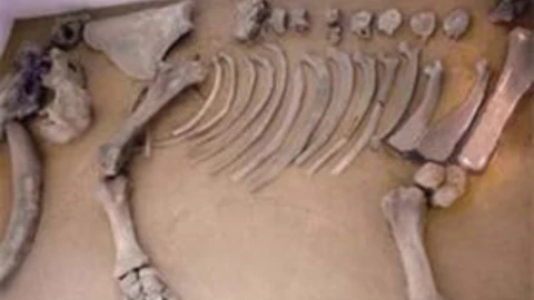 Mamut Línea 4 Así encontraron sus restos en el Metro CDMX