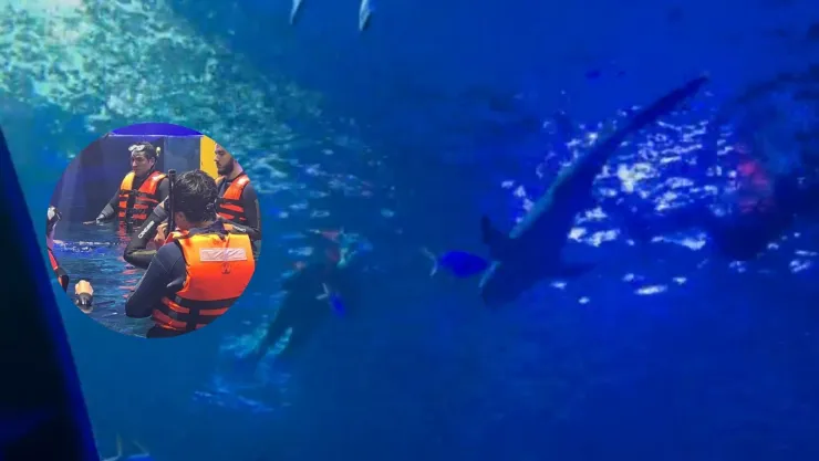 Nado con tiburones en Mazatlán, Sinaloa..jpg