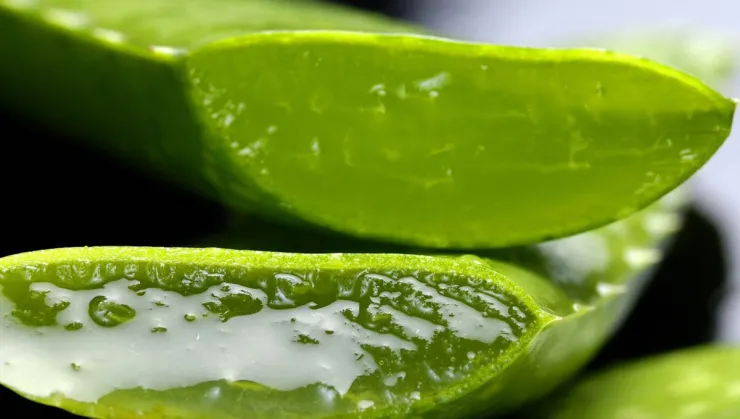 Esto sucede cuando pones aloe vera en tu cara a diario