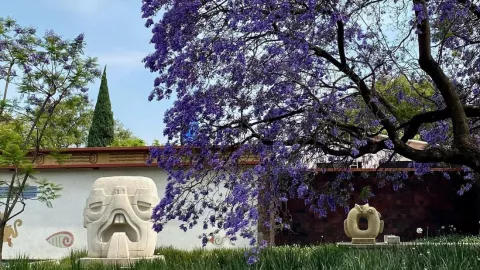 Temporada de jacarandas en CDMX