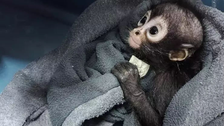 FOTOS Abandonan a ejemplar de mono araña en Yucatán