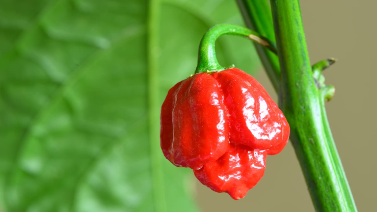 carolina reaper, uno de los chiles más picantes del mundo