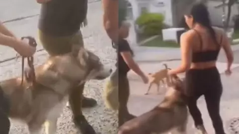 Dueña de husky y su perro matan a lomito