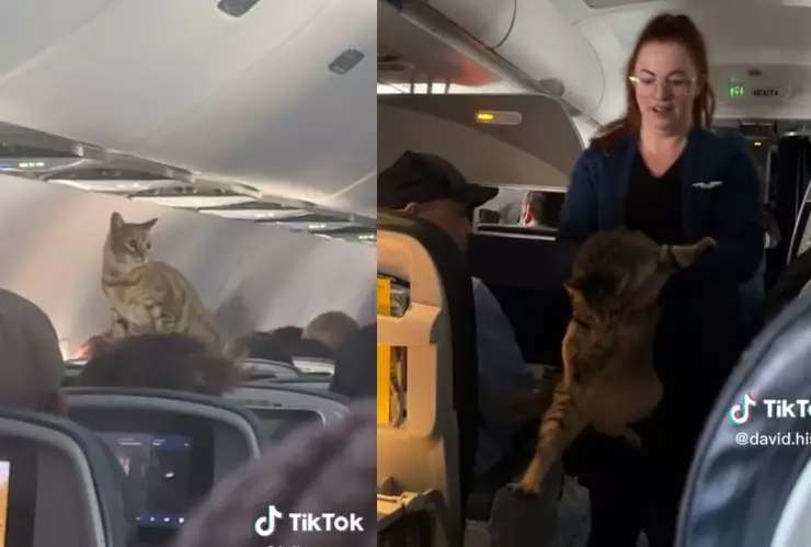 Gato pasea entre los pasajeros de un vuelo.