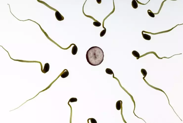 viaje espermatozoide.jpg