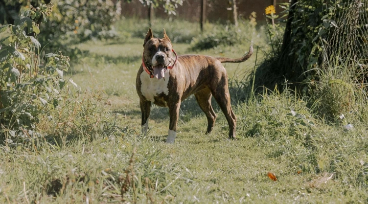 Pitbull perro