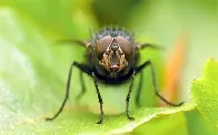 mosca