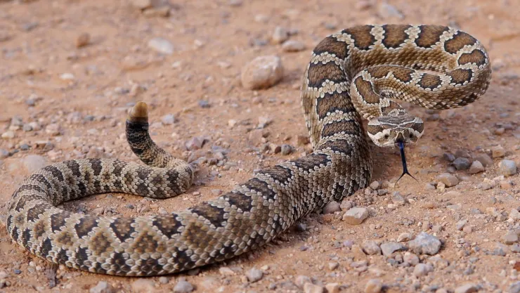 serpiente-cascabel-california.jpg