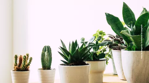 Estas son las plantas que debes tener en tu casa y las que no